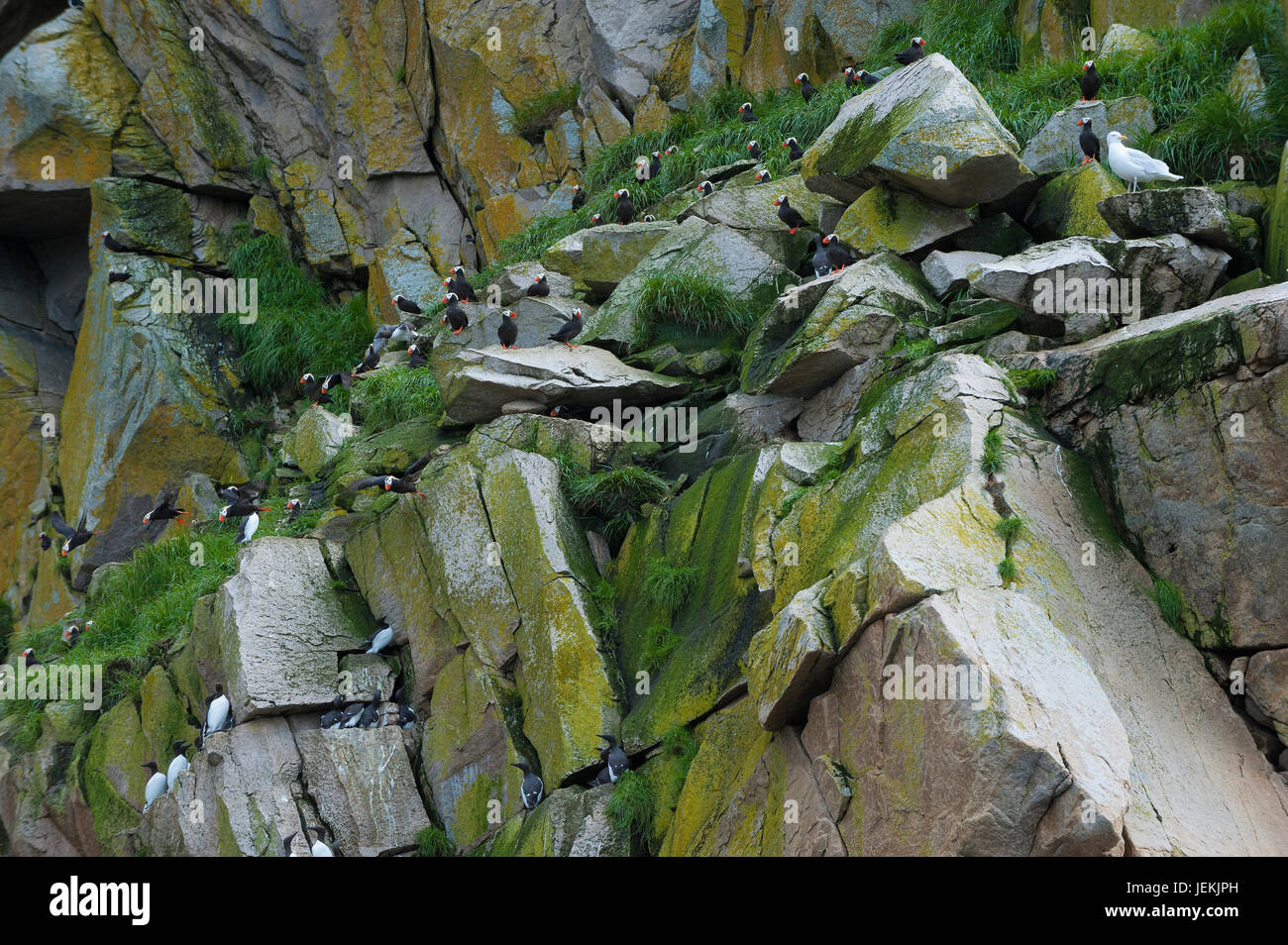 À TOUFFETER Macareux moine (Fratercula cirrhata) sur les falaises du Cap d'Achen, Tchoukotka, Russie Banque D'Images