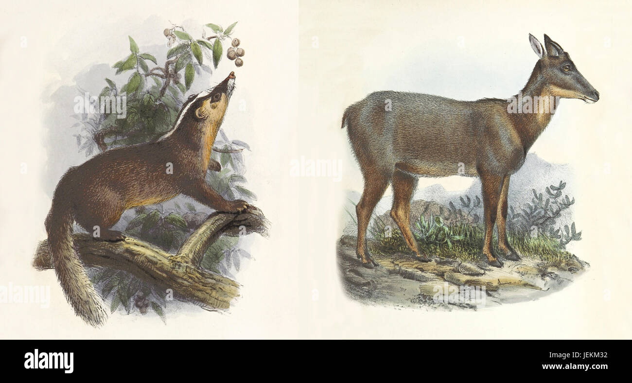 Ancien Double illustration de mammifères de l'île de Formosa. Par Joseph Wolf, publ. dans sur les mammifères marins de l'île de Formosa, Londres 1862 Banque D'Images