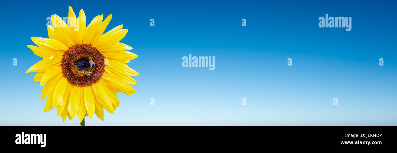 Les abeilles avec le nectar de tournesol rassemblement sur fond de ciel bleu, panorama avec copie espace, concept d'été Banque D'Images