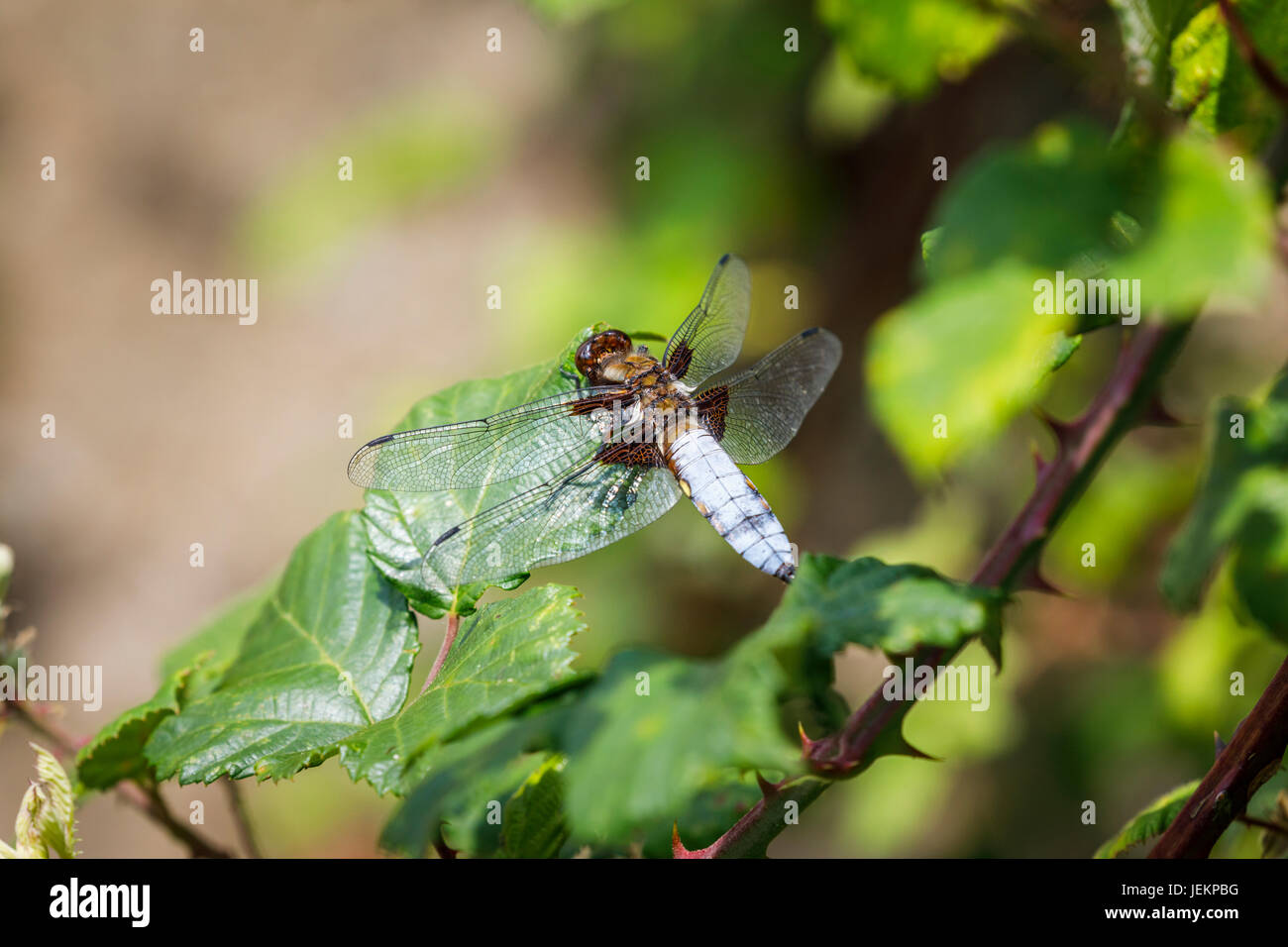Bleu poudre à corps large chaser dragonfly (Libellula depressa) au repos en été dans le cours inférieur de l'estuaire de la vallée d'essai, Redbridge, Southampton, Hants Banque D'Images
