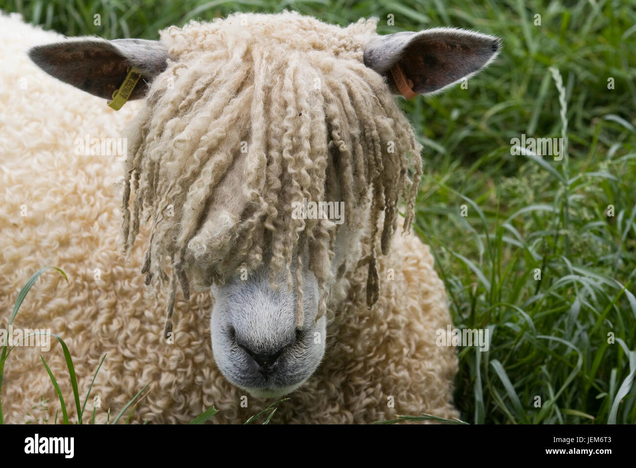 Lion de Cotswold moutons dans un enclos Banque D'Images