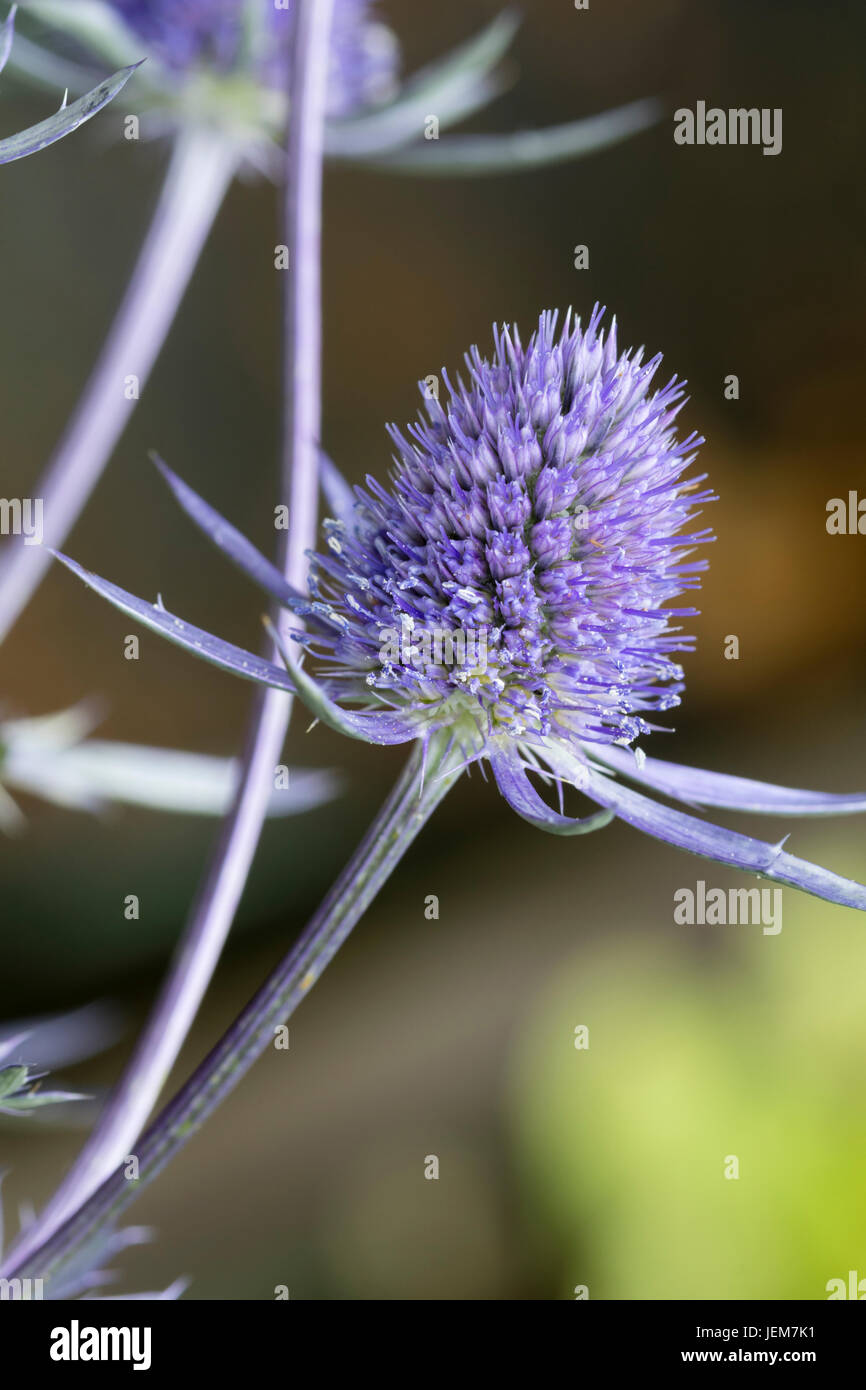 Gros plan sur la tête de la fleur bleu panaché blanc sea holly, Eryngium 'Jade Frost' Banque D'Images