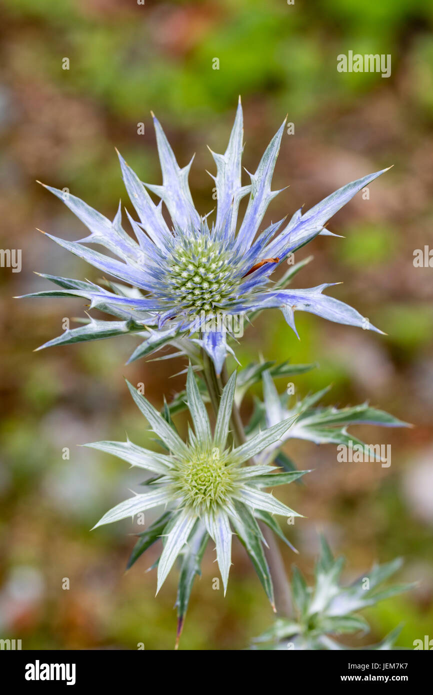 Fleurs bleues et les bractées de la mer holly, Eryngium 'Amethyst' Picos Banque D'Images