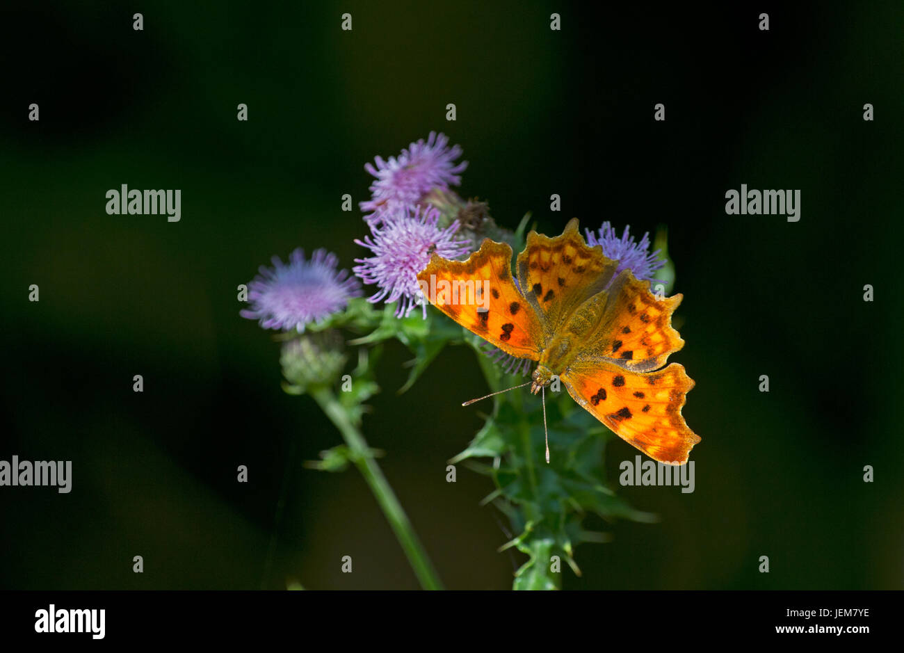 Papillon femelle Virgule se reposant dans le soleil sur la fleur d'un chardon Banque D'Images