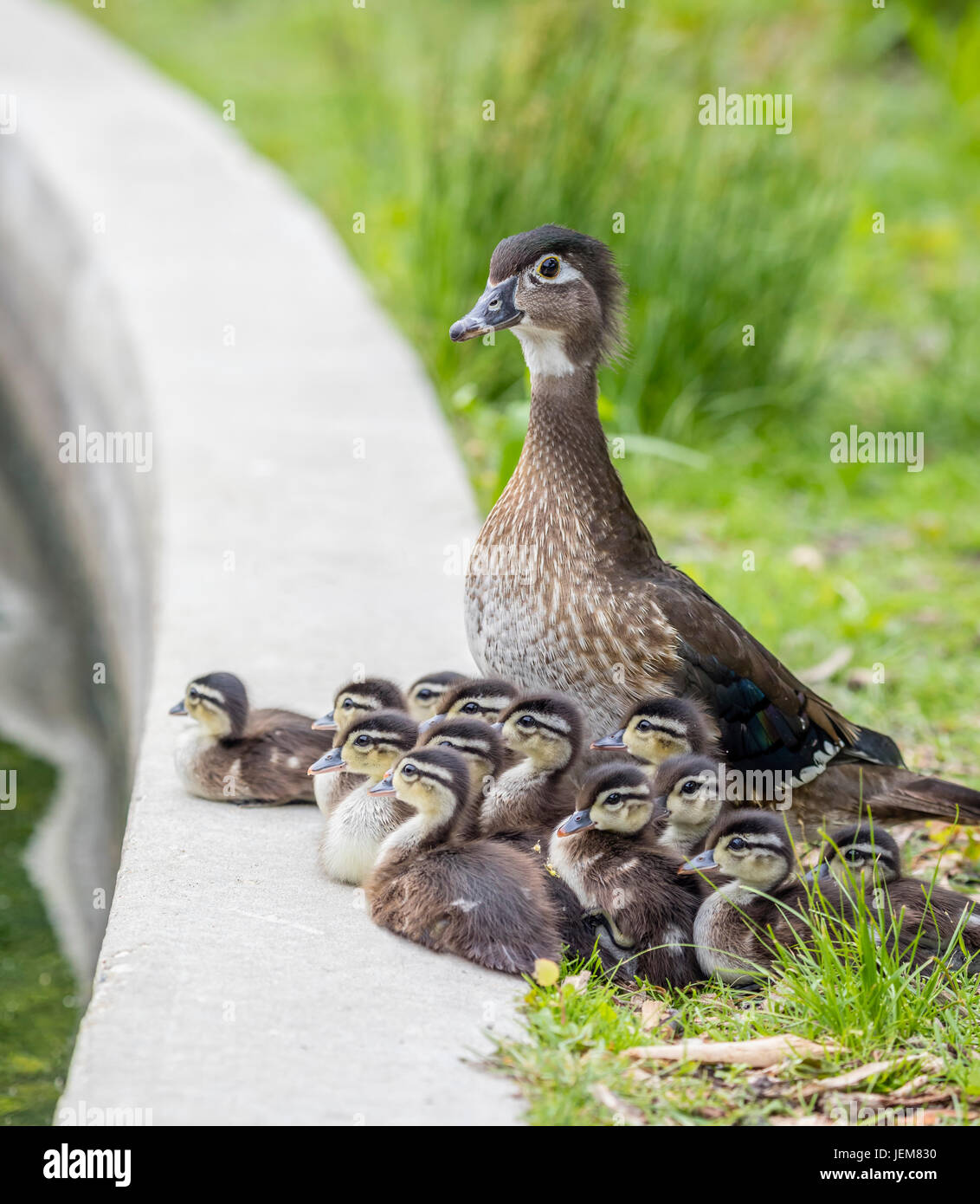 Bebe Canard Banque D Image Et Photos Alamy