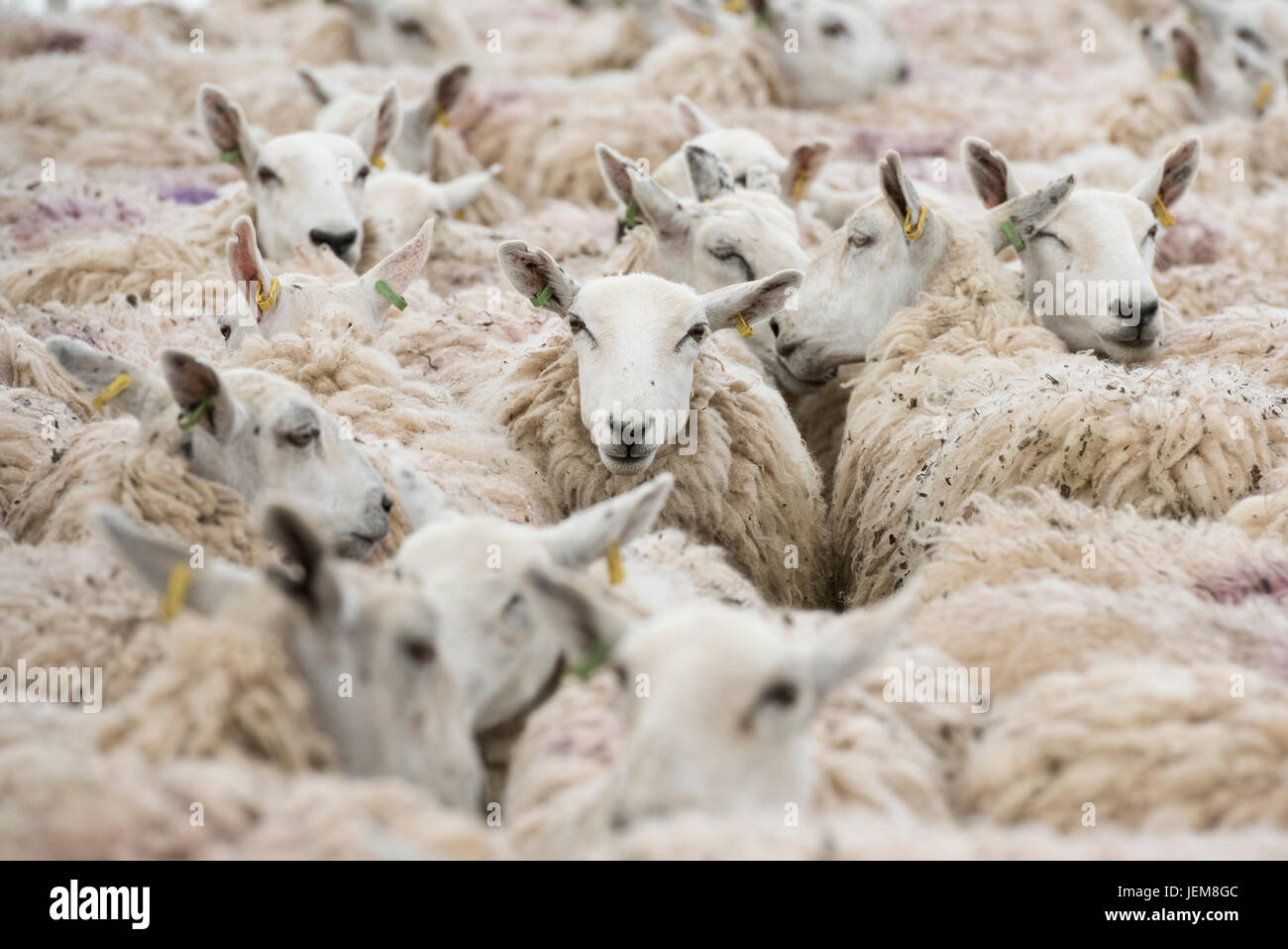 Ovis aries. Troupeau de moutons dans une plume en attente de la tonte lors d'un spectacle agricole. ROYAUME-UNI Banque D'Images