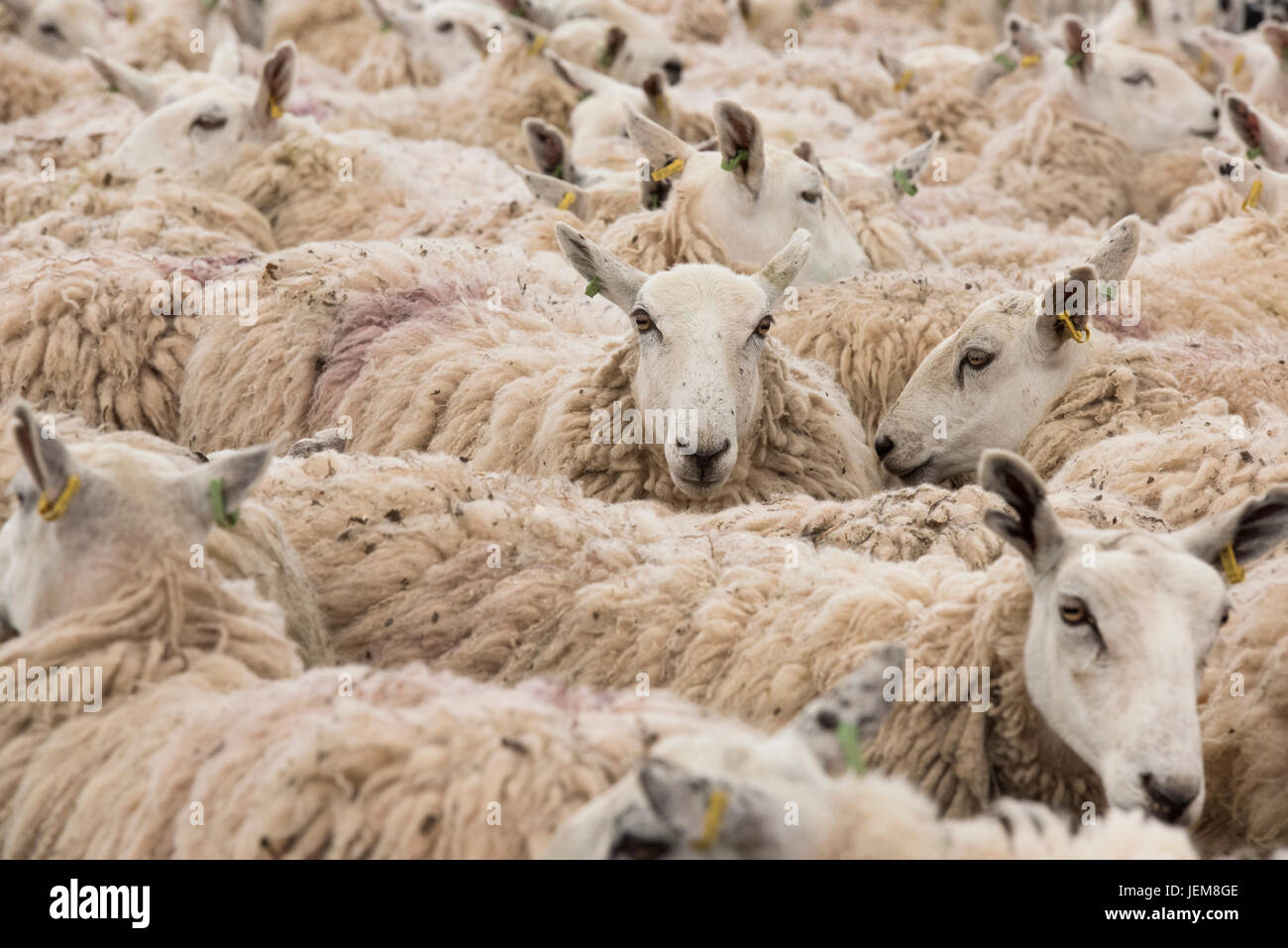 Ovis aries. Troupeau de moutons dans une plume en attente de la tonte lors d'un spectacle agricole. ROYAUME-UNI Banque D'Images