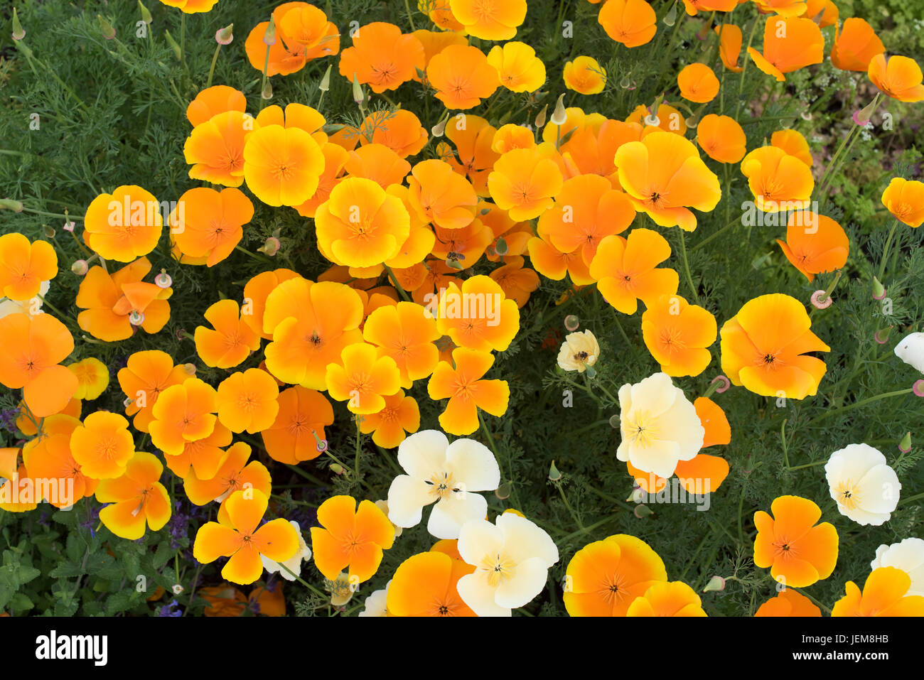 Eschscholzia californica. Fleurs de pavot de Californie dans un jardin à partir de la frontière ci-dessus. UK Banque D'Images