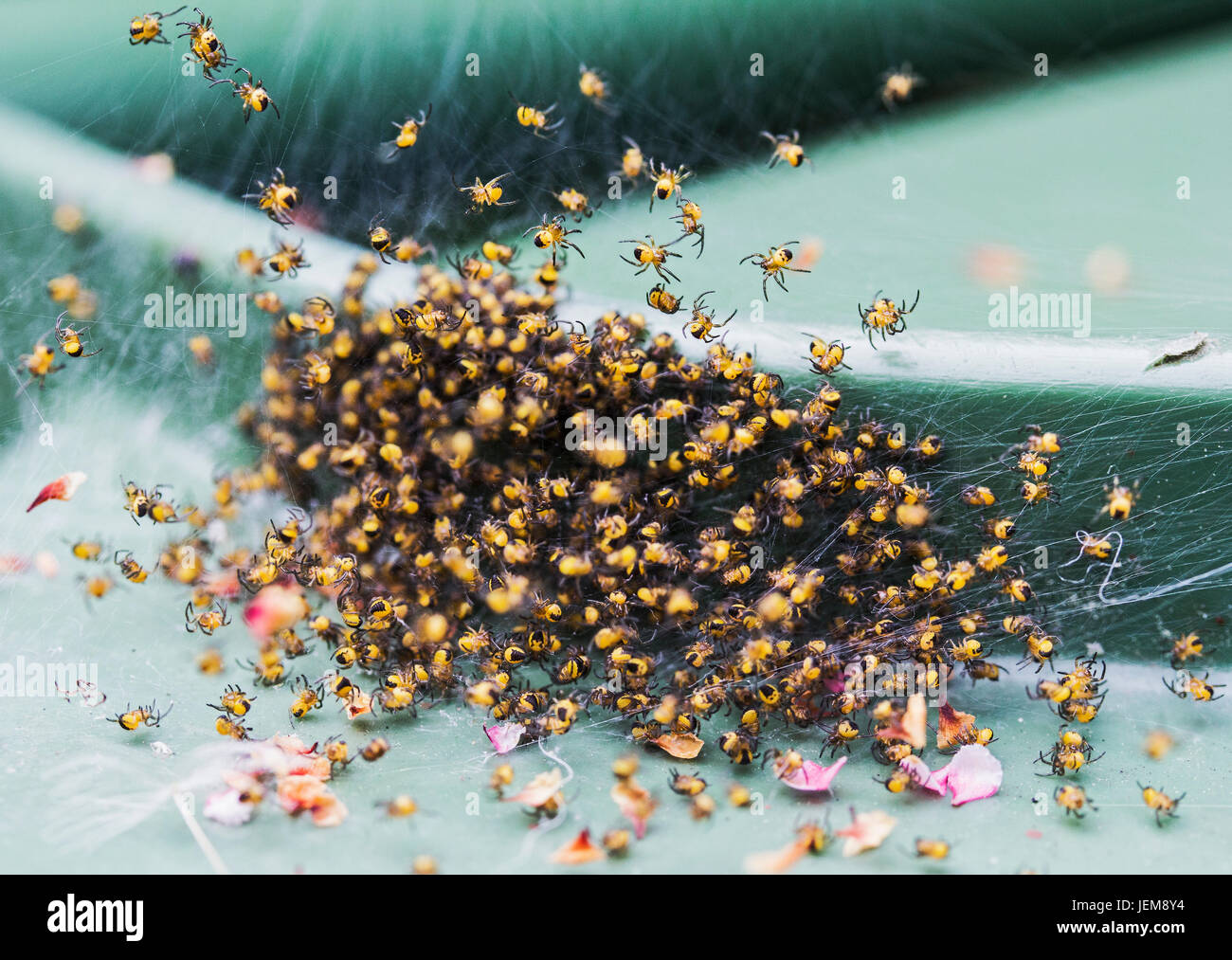 Jardin jaune bébé araignées, araneus diadematus Banque D'Images
