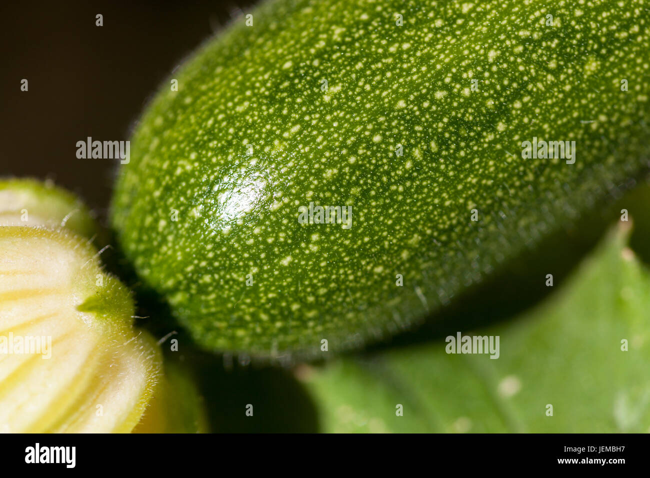 Un gros plan d'un jeune plant de courgettes avec la fleur encore attaché à la fin sous le soleil. Banque D'Images