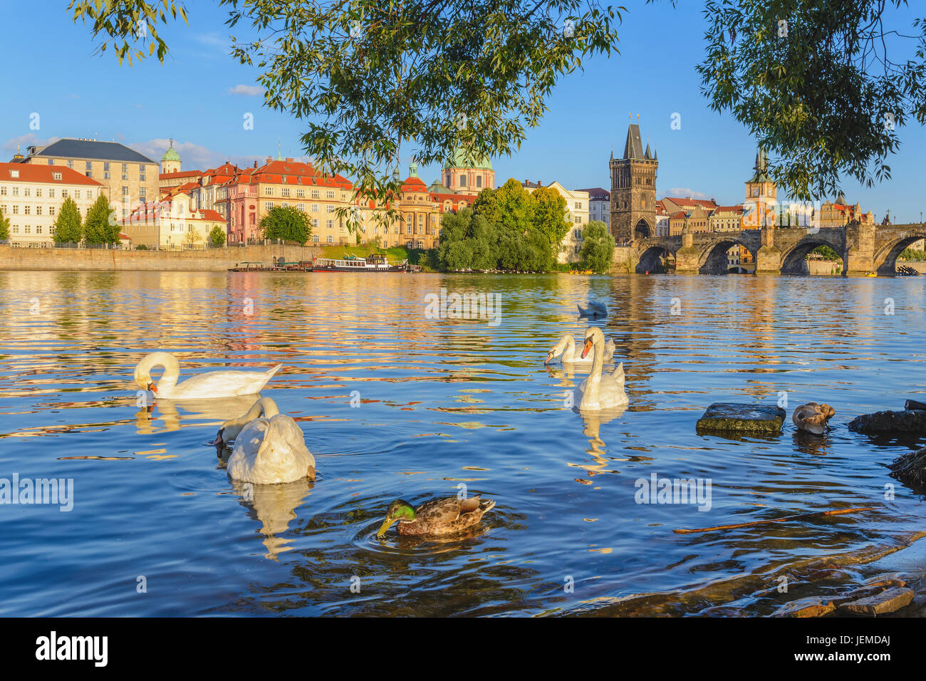 Swan et sur la ville de Prague au Pont Charles, Prague, République Tchèque Banque D'Images