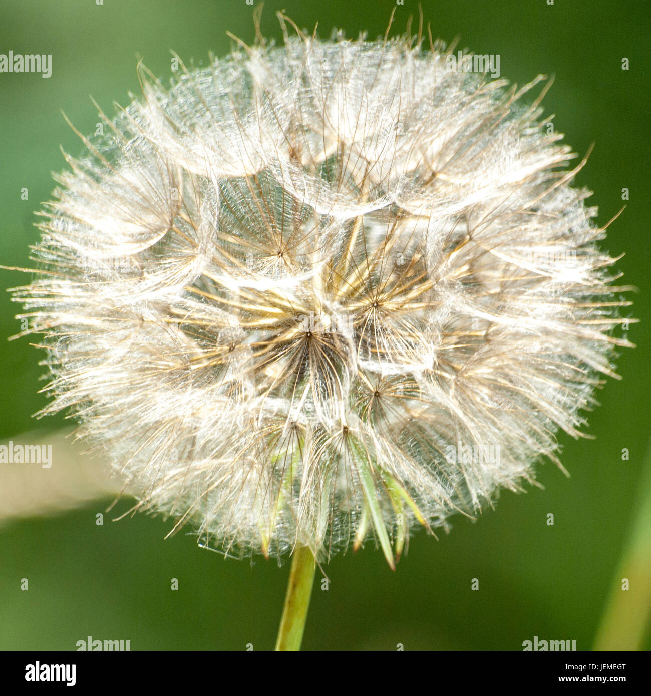 Gros pissenlit Banque D'Images