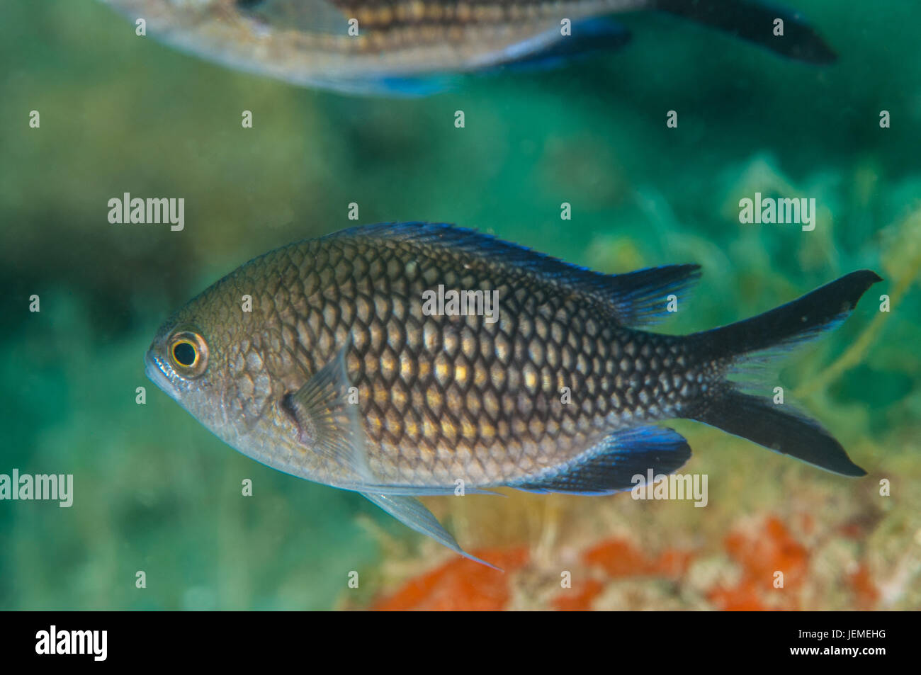 Demoiselle chromis Chromis (en) Illa Mateua, l'escala, Costa Brava, Catalogne Banque D'Images