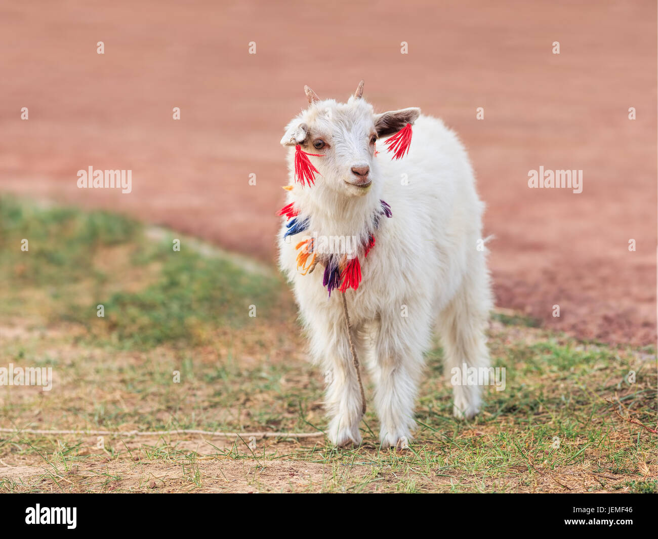 Jolie petite chèvre blanche avec des ornements tibétain Banque D'Images