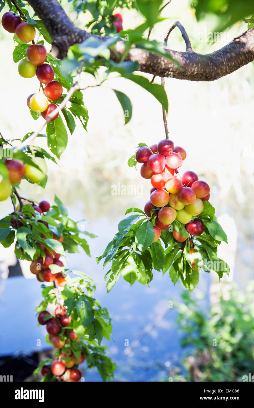 Les prunes sur arbre, close-up Banque D'Images