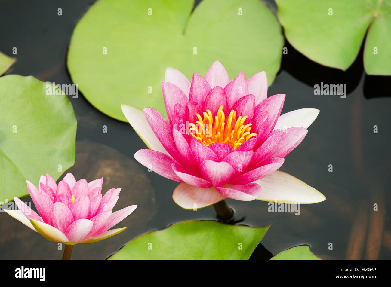 Water Lily dans l'étang Banque D'Images