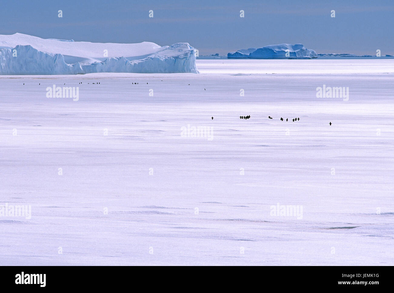 Silhouettes de pingouins dans paysage de neige Banque D'Images