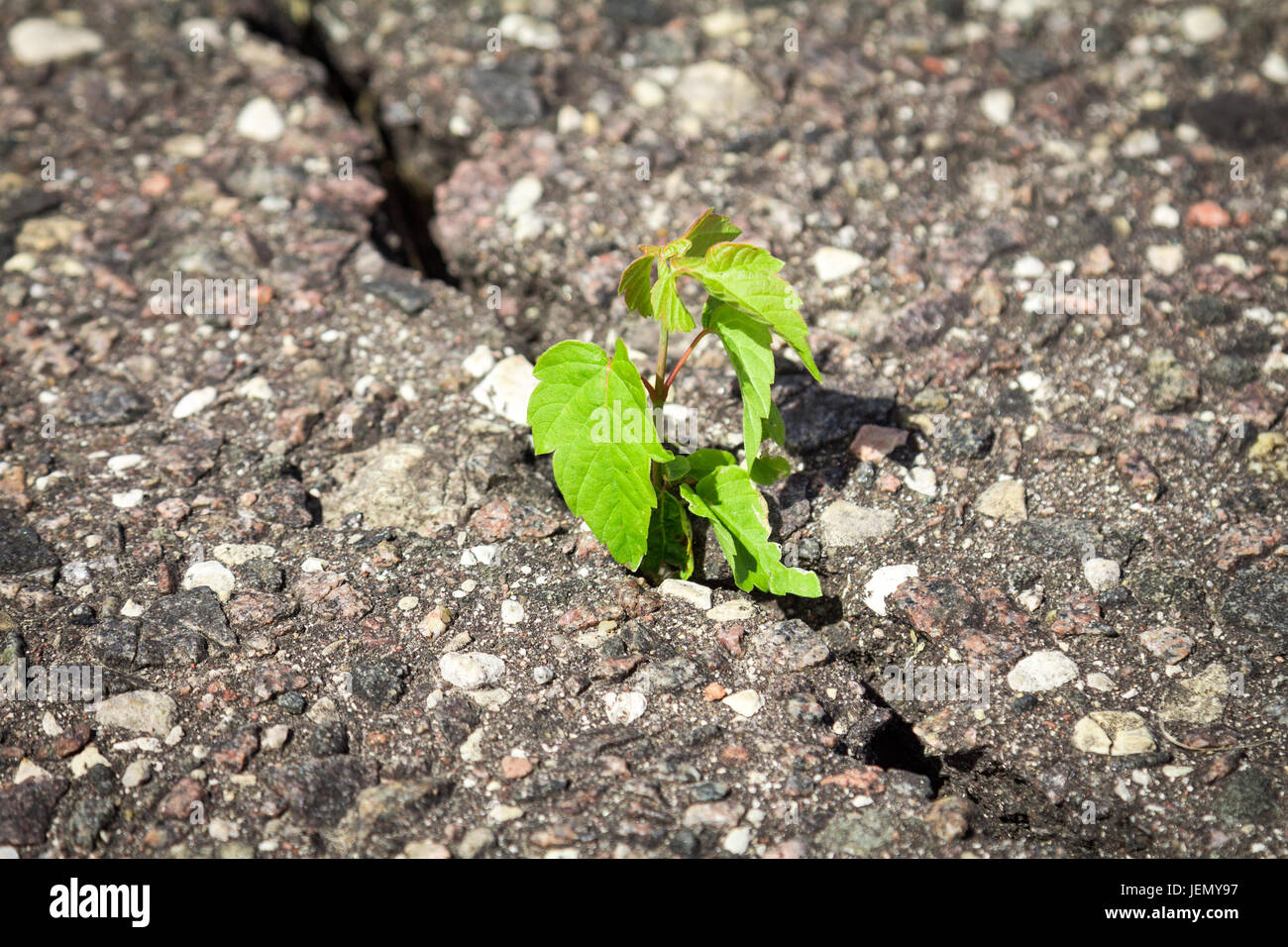 De plus en plus de plantes vertes à travers l'asphalte fissuré Banque D'Images
