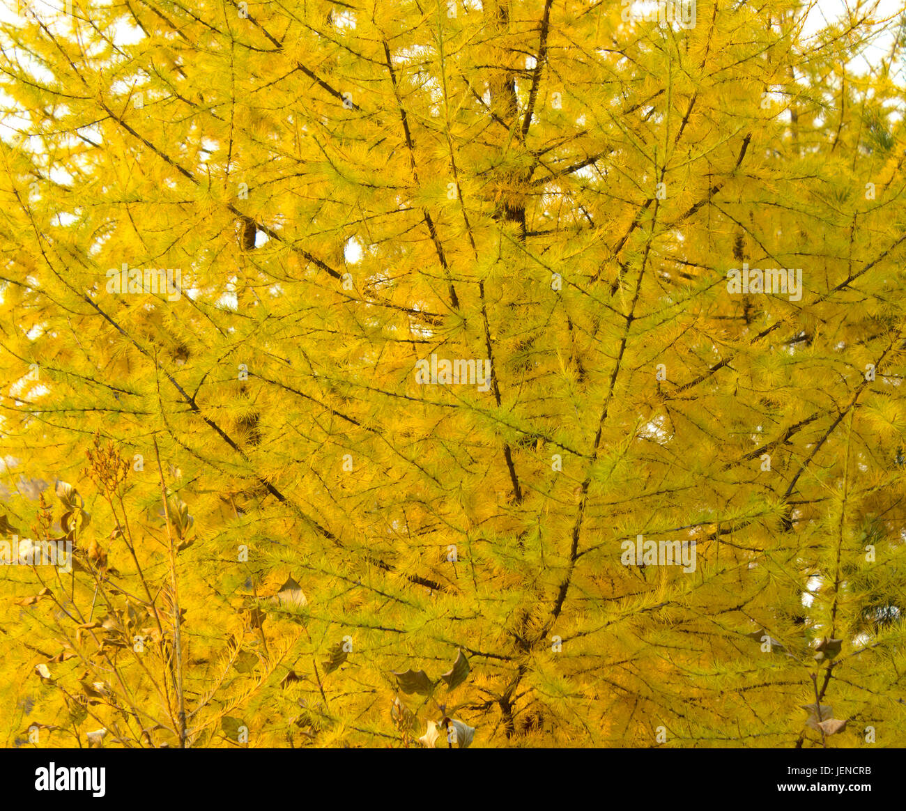 Les feuilles d'automne arrière-plan. Les aiguilles de pin jaune. Pine Tree Banque D'Images