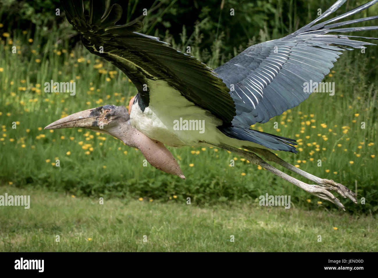 Marabout africain prend son essor, Duncan, Cowichan Valley, British Columbia, Canada Banque D'Images