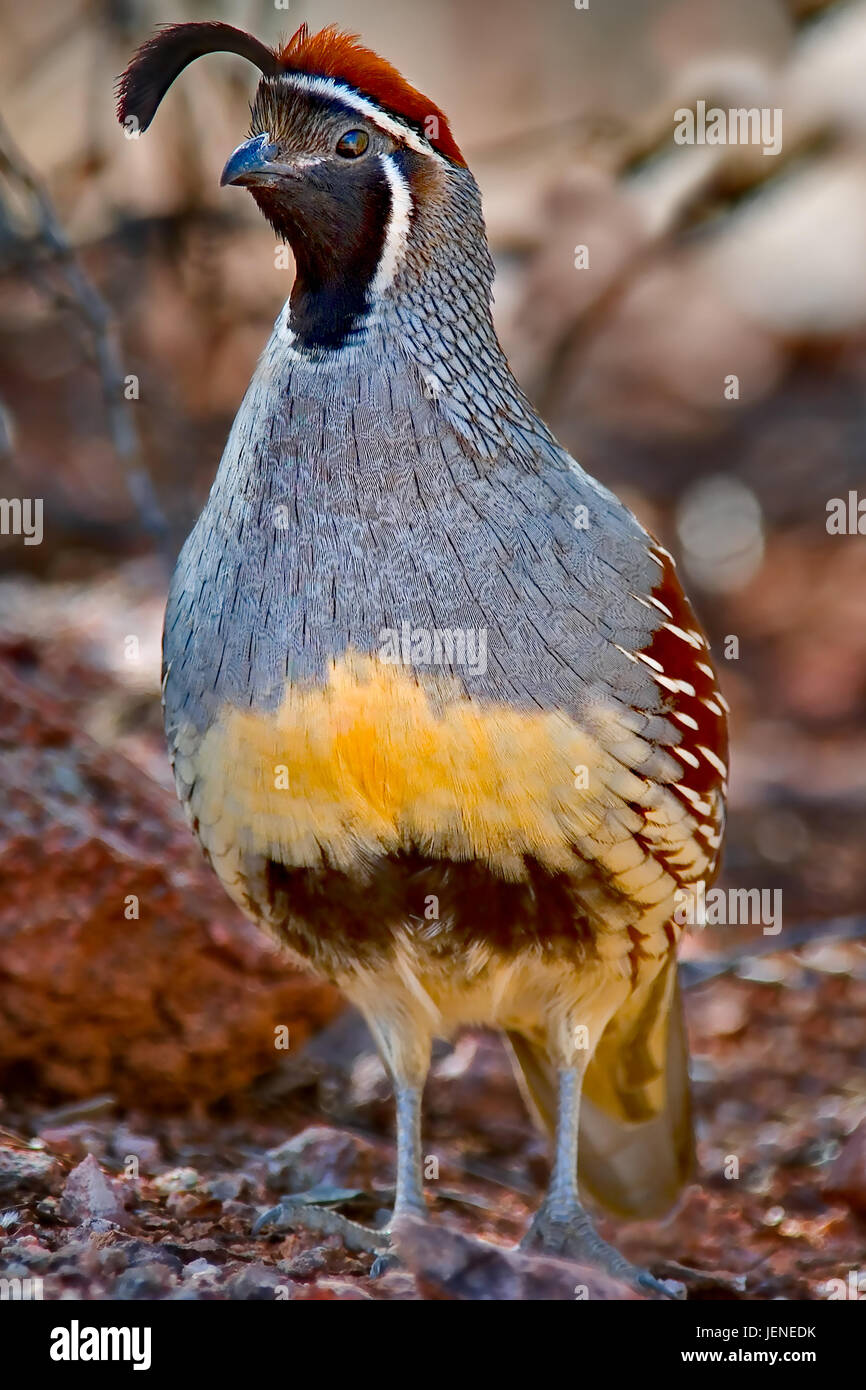 Gambel's Quail, Arizona, États-Unis Banque D'Images