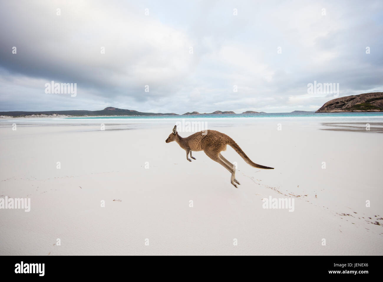 Saut de kangourou sur plage, Lucky Bay, Esperance, Western Australia, Australia Banque D'Images