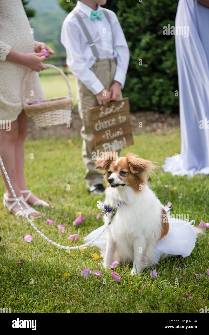 Adorable chien portant un collier floral sert de porteur d'anneau à la cérémonie de mariage rustique de campagne à Wolftrap Farm, Virginie. Banque D'Images