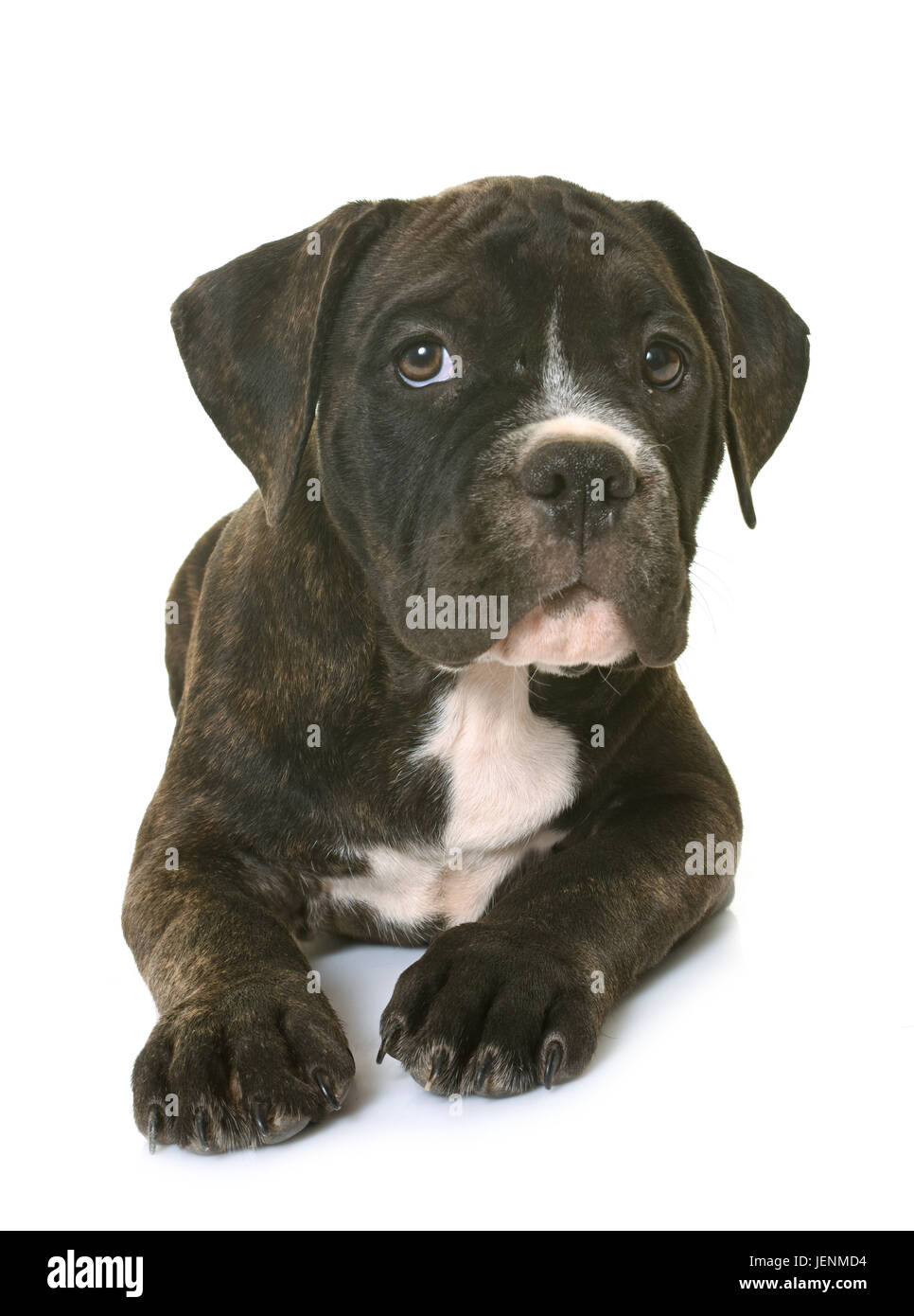 Chiot American Staffordshire terrier in front of white background Banque D'Images