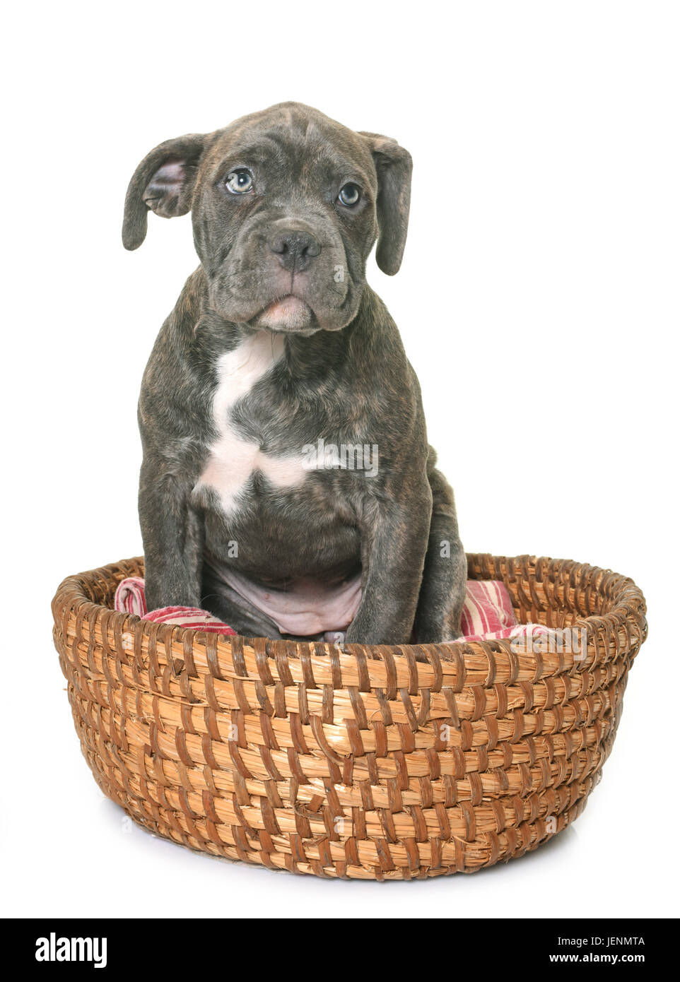 Chiot American Staffordshire terrier in front of white background Banque D'Images
