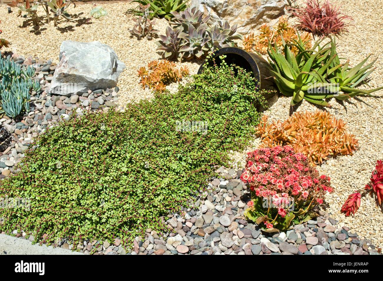 Jardin tolérant la sécheresse Banque D'Images