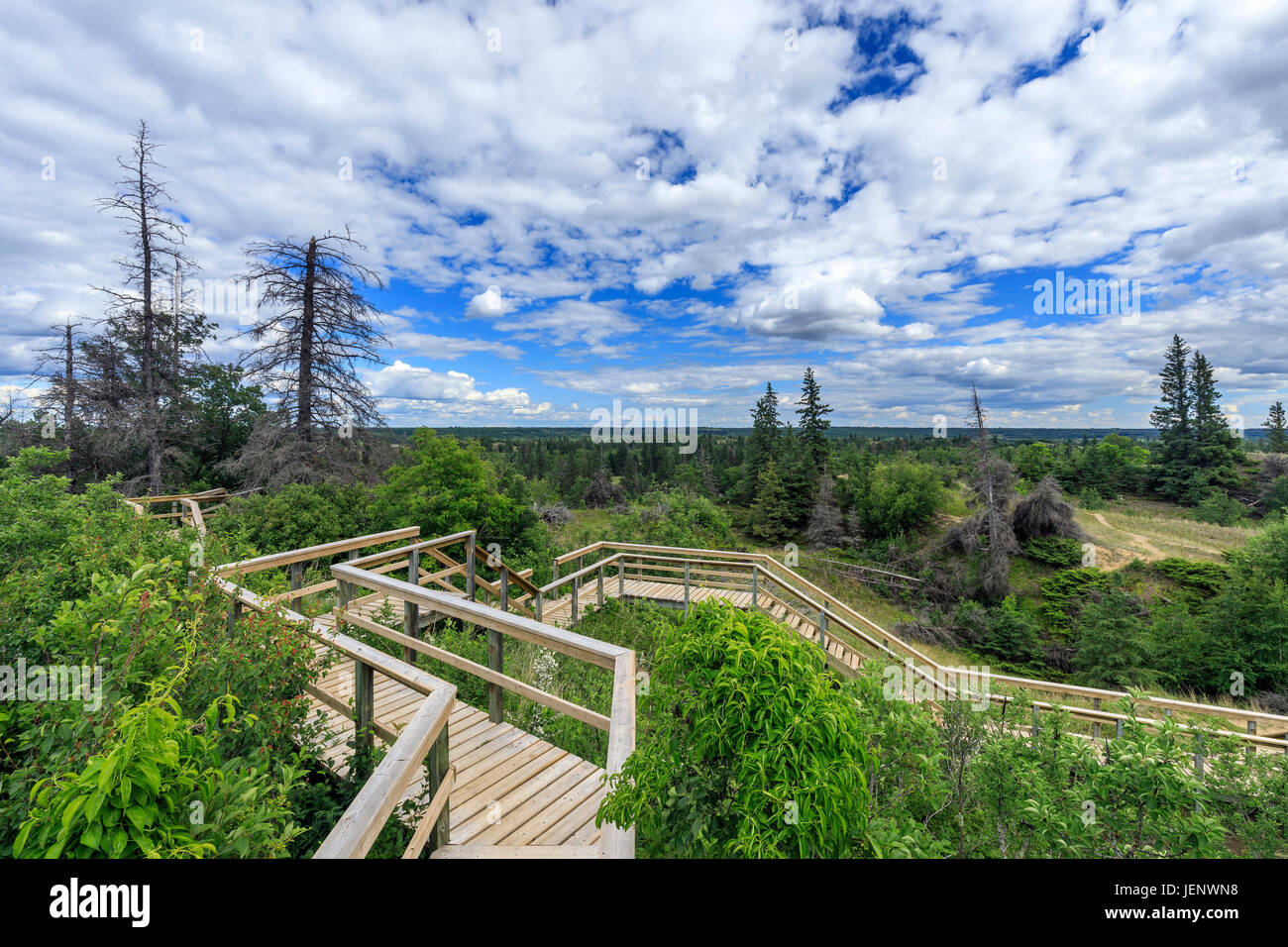 Parc Reston Mb Spruce woods provincial park Banque de photographies et d’images à ...