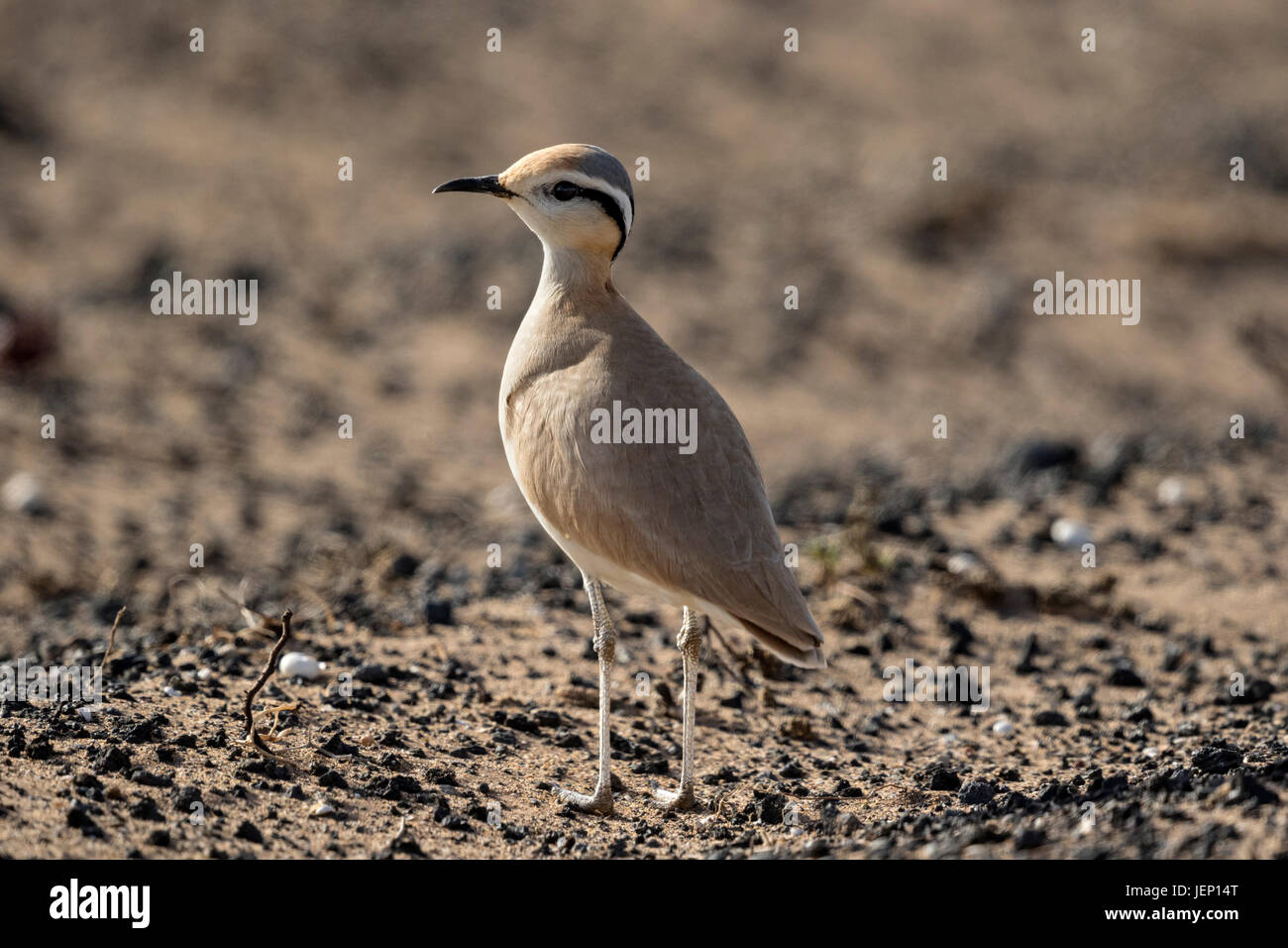 De couleur crème (Courser Cursorius cursor), Comité permanent Banque D'Images