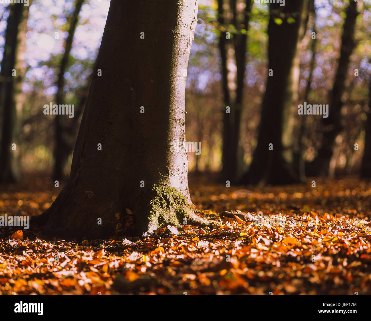 Base de l'arbre à obtenir la lumière du matin, photographiés avec un Mamiya RB67 appareil photo et quelques film Dia Fujichrome Velvia 50 120 Banque D'Images