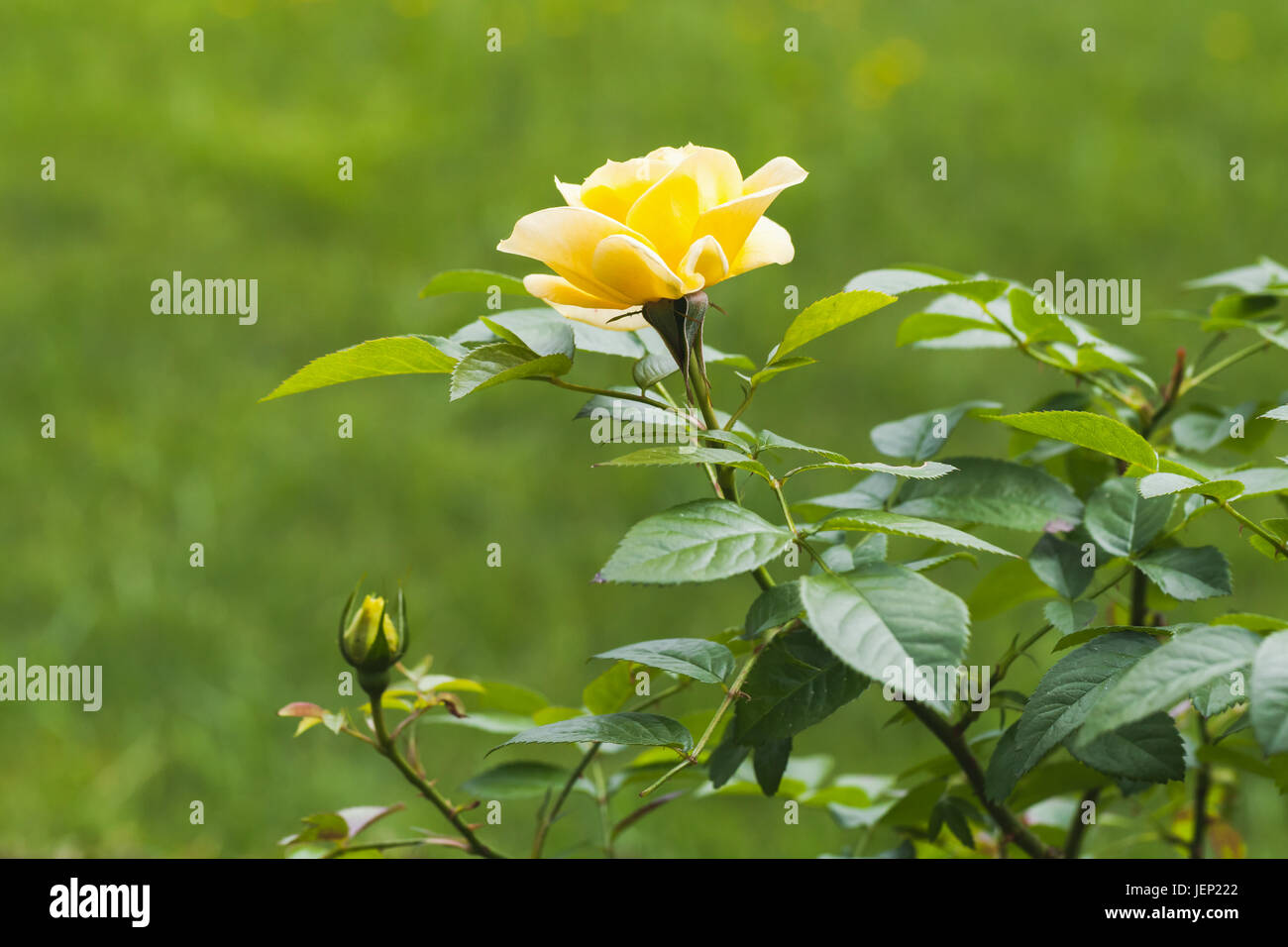 Rose jaune dans le jardin d'été. Photo en gros plan avec selective focus Banque D'Images Rose jaune dans le jardin d'été. Photo en gros plan avec selective focus Banque D'Images