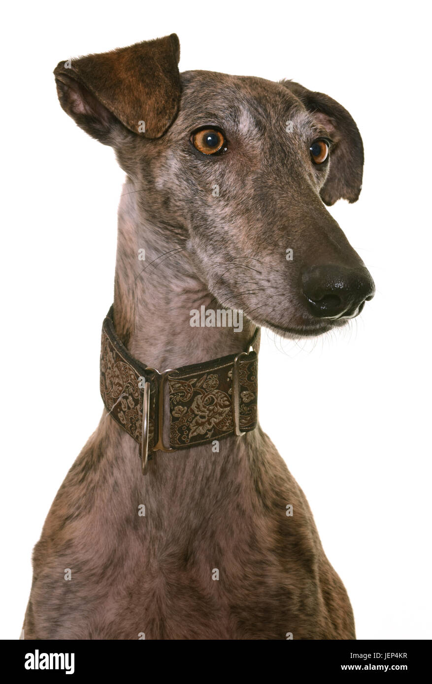 Galgo espanol in front of white background Banque D'Images