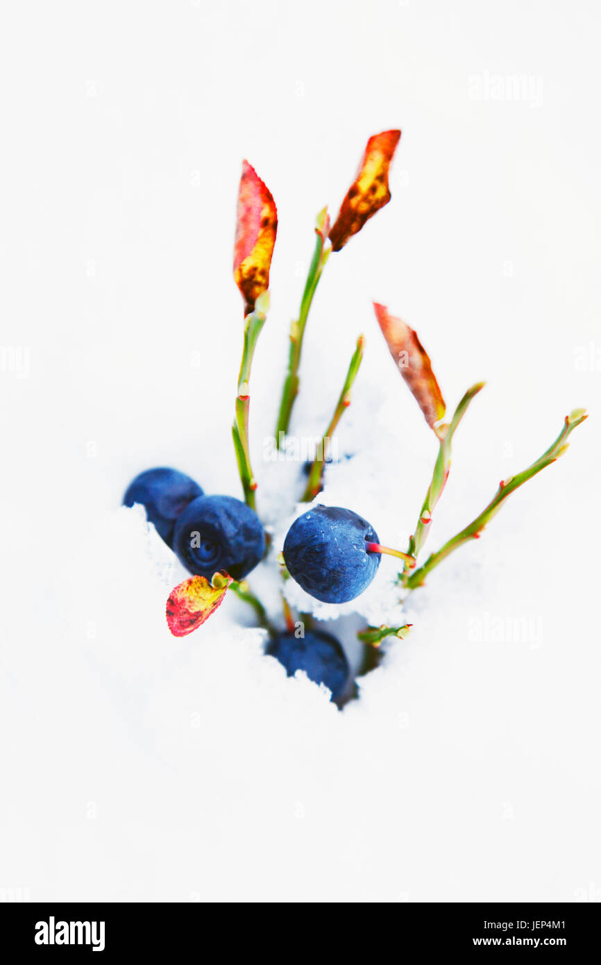 Plants de bleuets dans la neige Banque D'Images