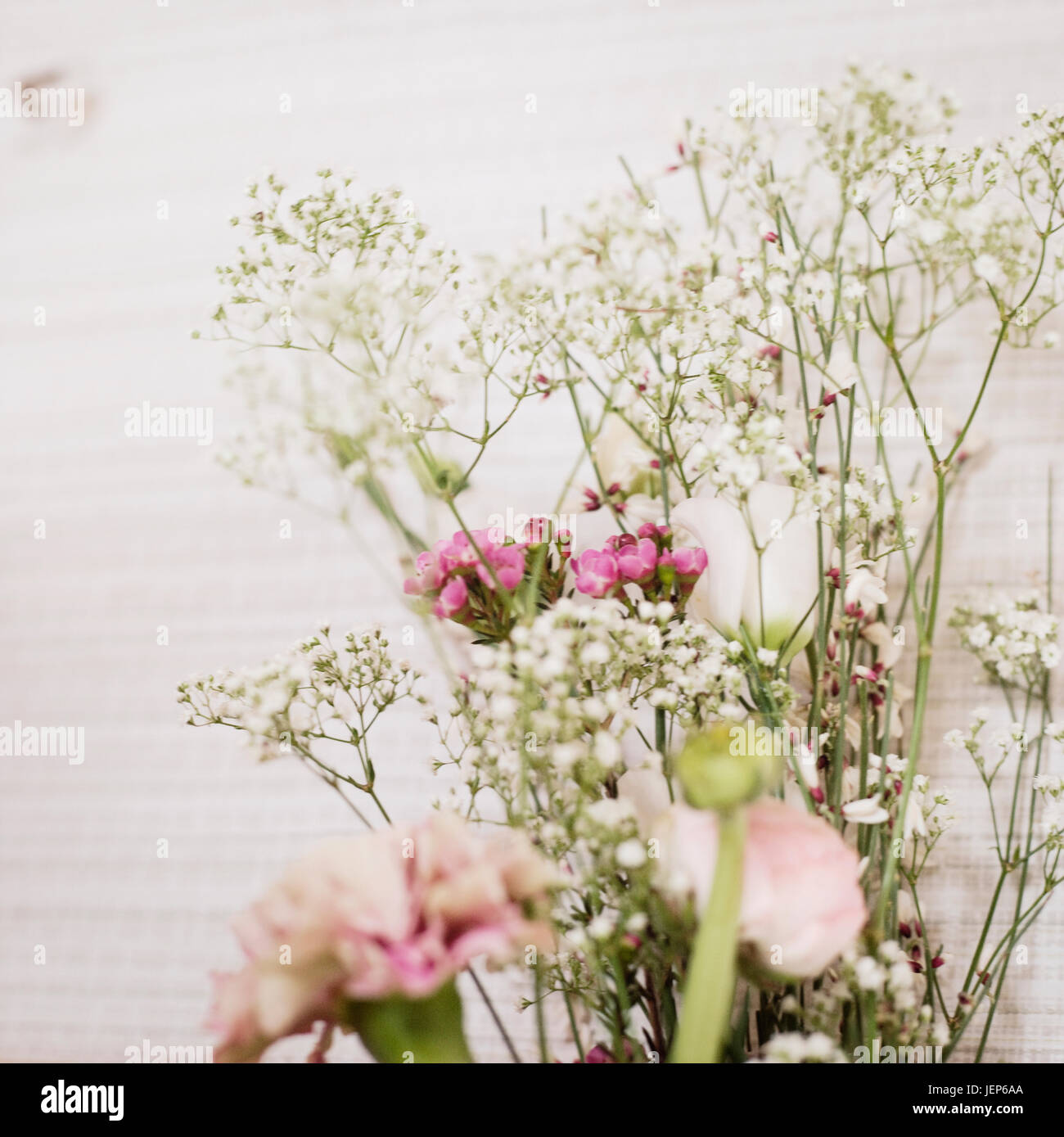 Fleurs sur fond blanc Banque D'Images