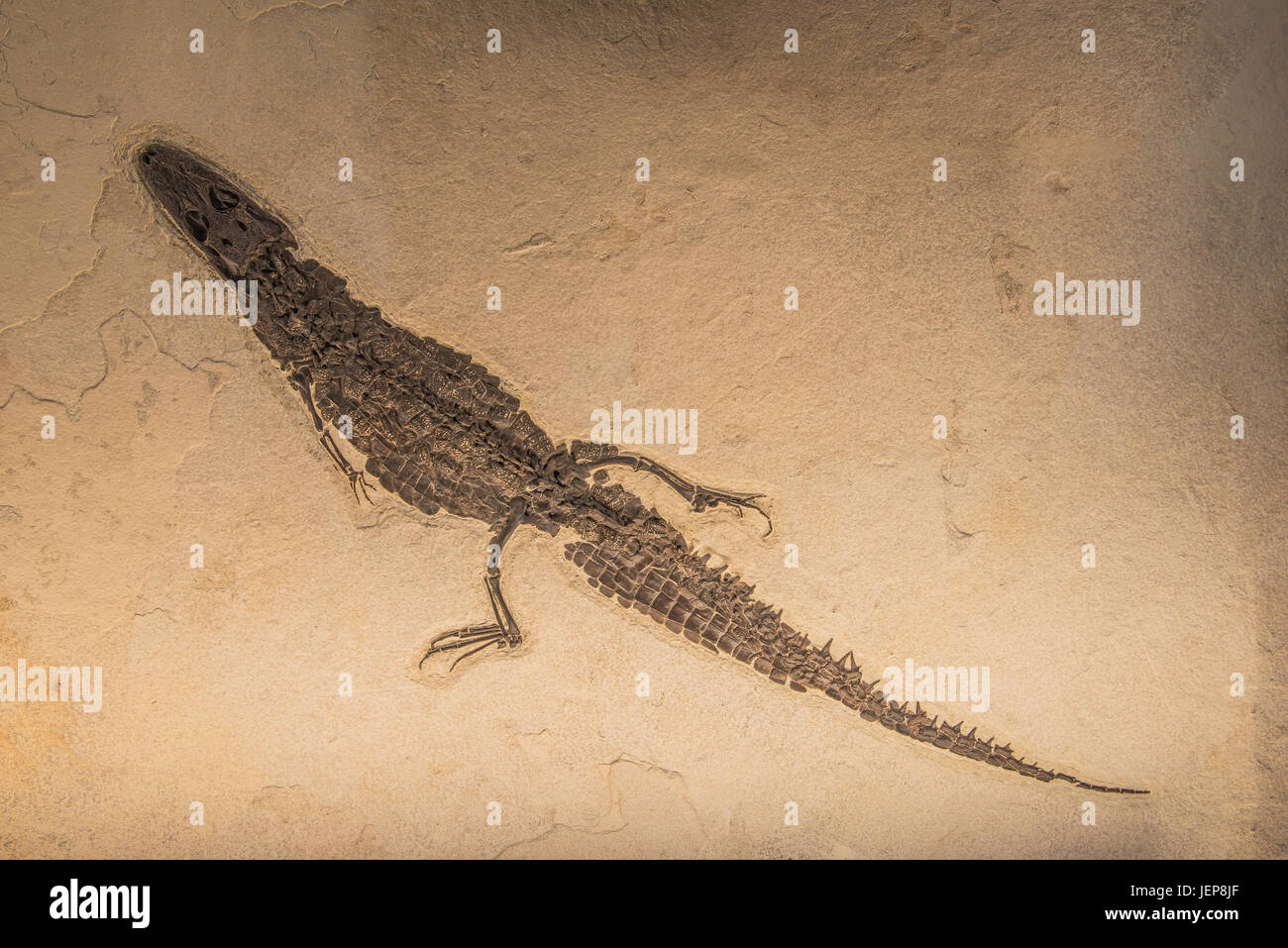 Caiman combustibles, par Bruce Montagne Banque D'Images