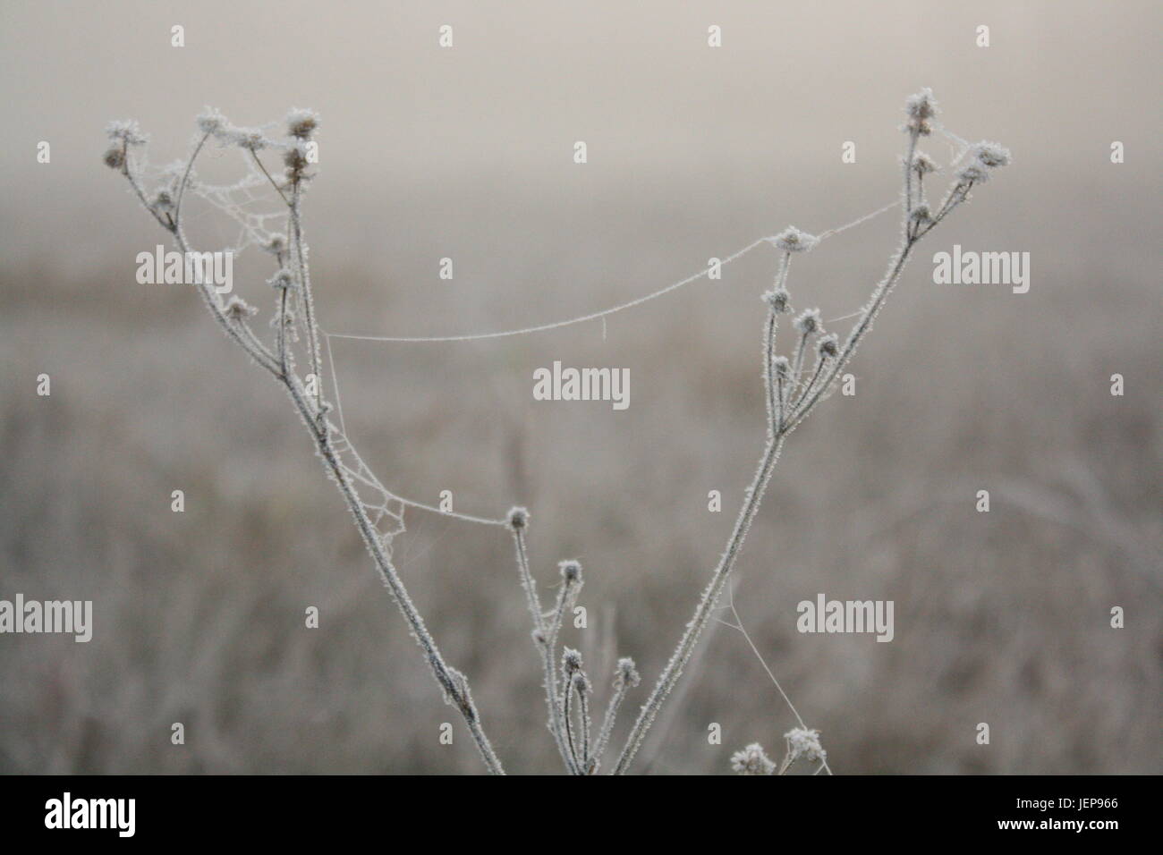 Belle photos de frosty plantes. Banque D'Images