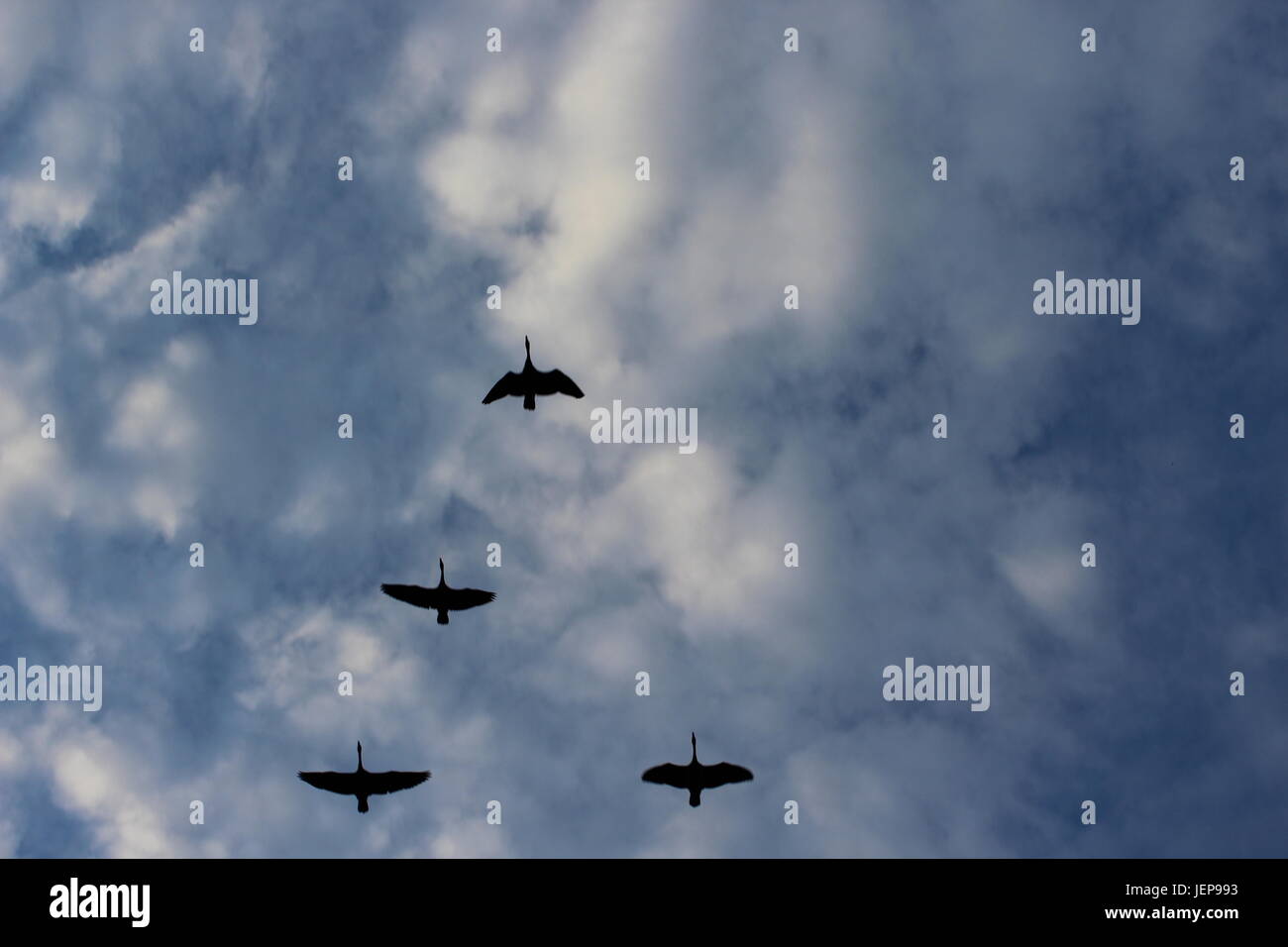 Les oiseaux au loin dans l'air. Un oiseau hors de l'endroit. Banque D'Images