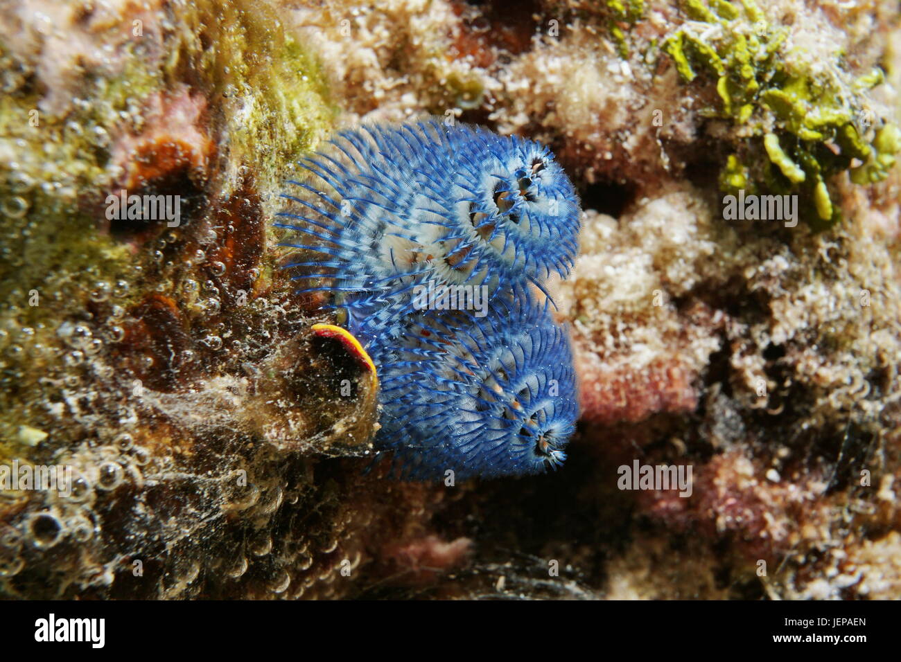 Une vie Marine Blue Christmas Tree worm, Spirobranchus giganteus, sous l'eau dans le lagon de Bora Bora, l'océan Pacifique, Polynésie Française Banque D'Images