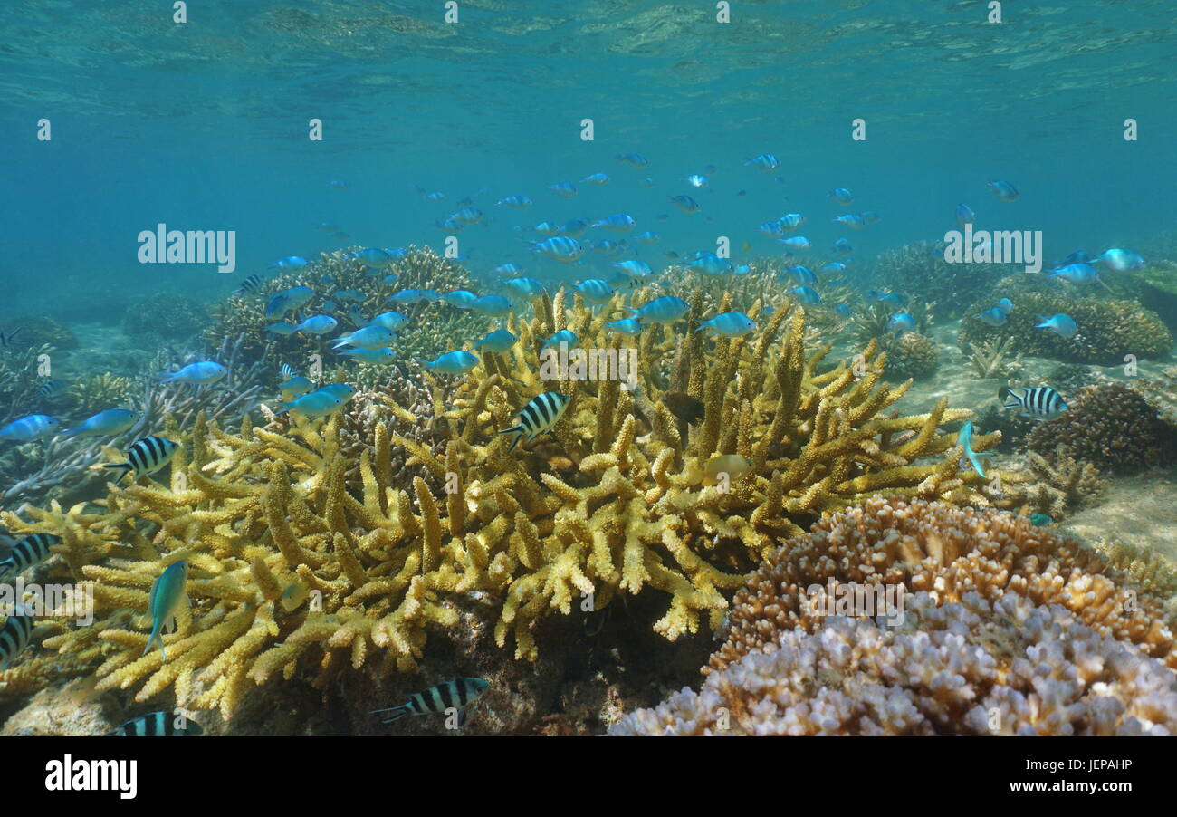 Les récifs coralliens peu profonds avec un banc de poissons, surtout des chromis bleu-vert, Chromis viridis, lagon de Grand Terre island, Nouvelle Calédonie, océan Pacifique Banque D'Images