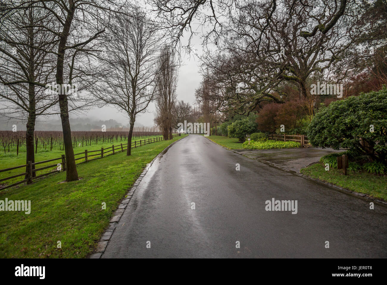 Tree-lined road, route de Far Niente, Far Niente Winery, Oakville, Napa Valley, Comté de Napa, Californie Banque D'Images