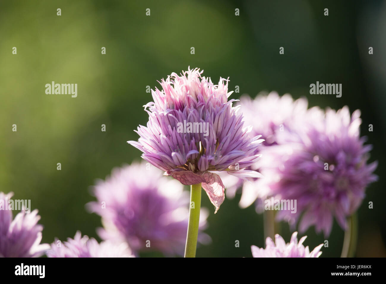 Fleurs de ciboulette Banque D'Images