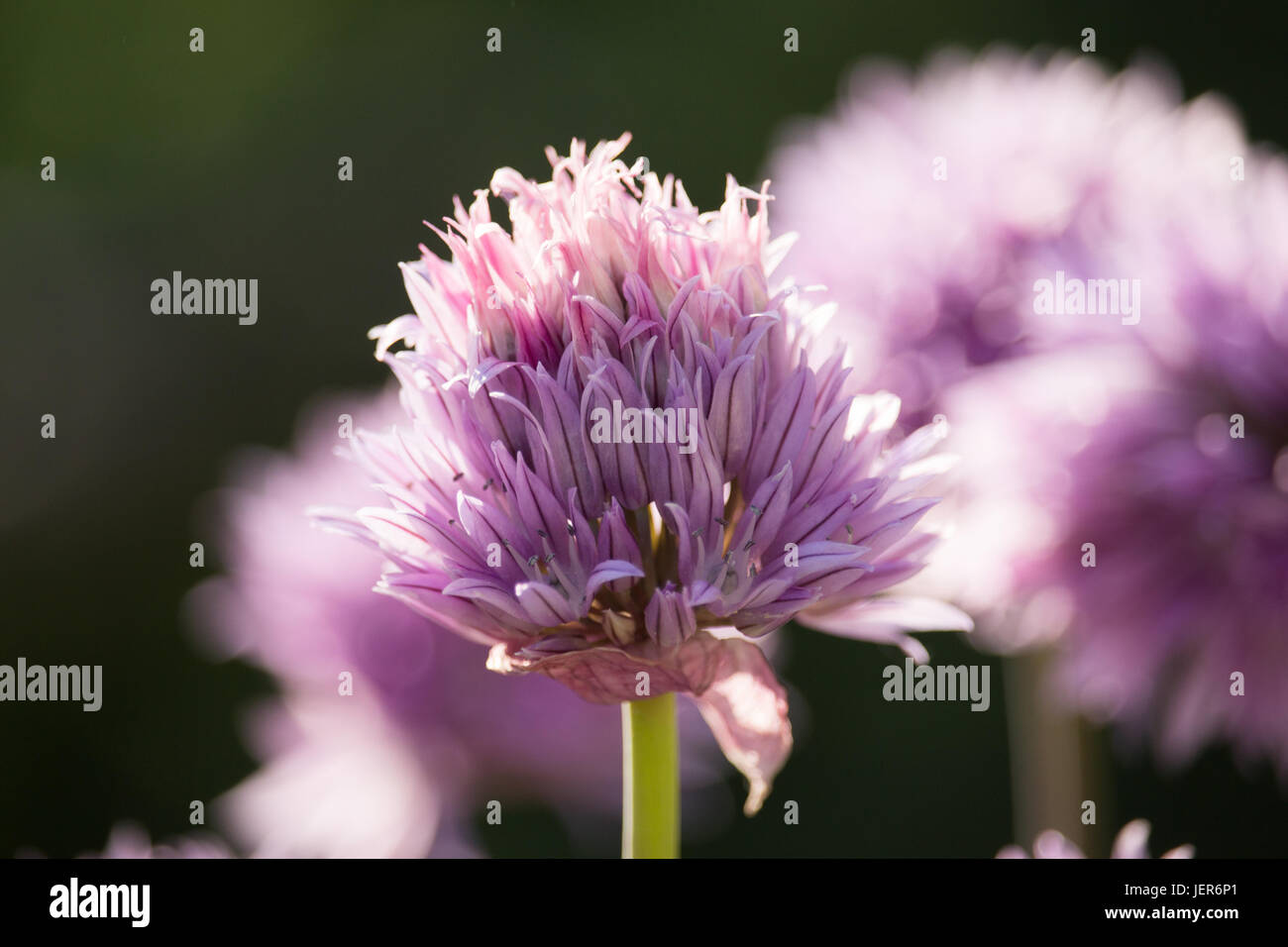 Fleurs de ciboulette Banque D'Images