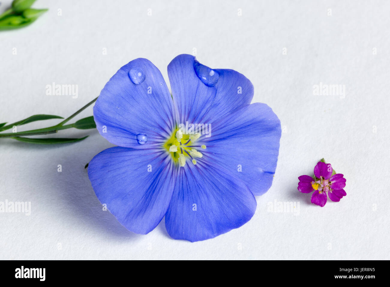 Vague (miniature) pétunia violet et jaune grande combinaison Banque D'Images