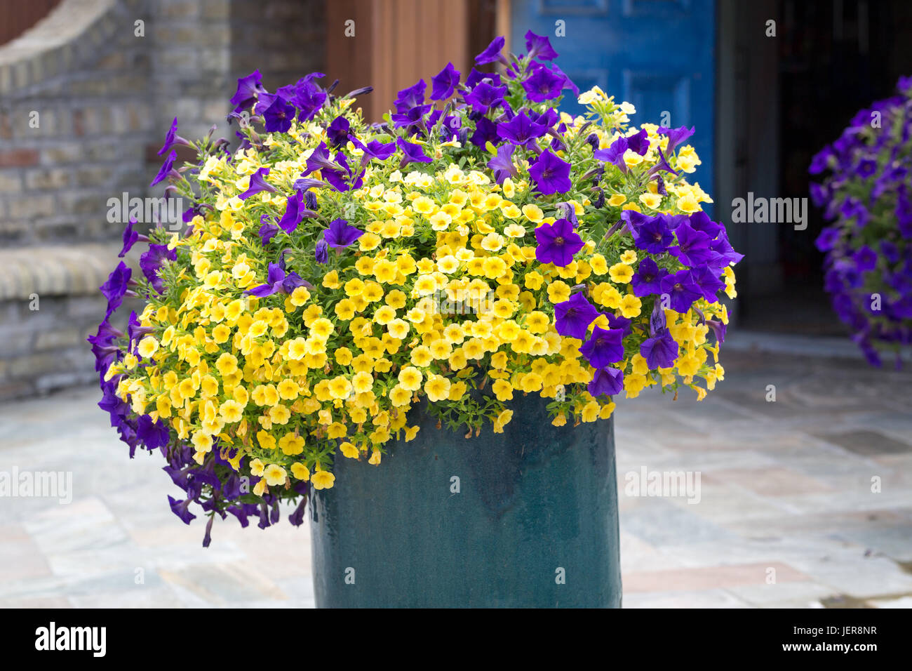 Vague (miniature) pétunia violet et jaune grande combinaison Banque D'Images