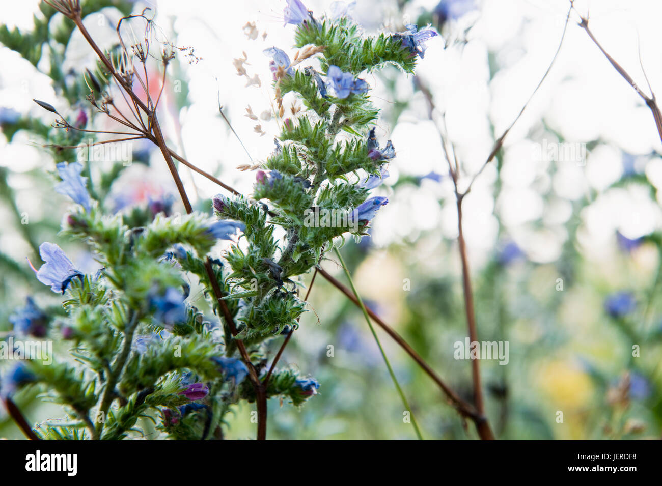 Fleurs bleu Banque D'Images