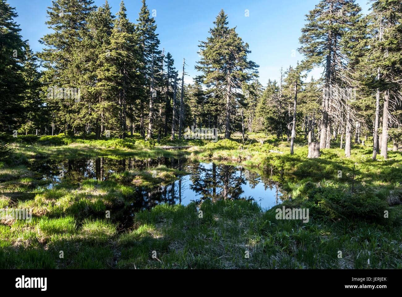 Petit lac avec des arbres autour et ciel clair sur spaleny vrch hill au printemps jeseniky mountains en République tchèque Banque D'Images