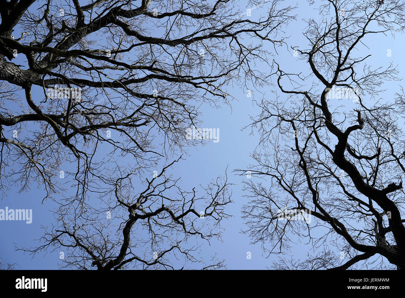 Cime des arbres de chêne sans feuilles en hiver Banque D'Images